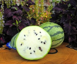 watermelon emelja1